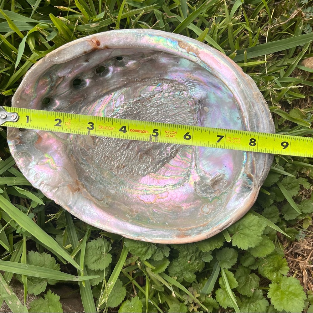 Natural Authentic Large Abalone Sea Shell - Picture 4 of 6